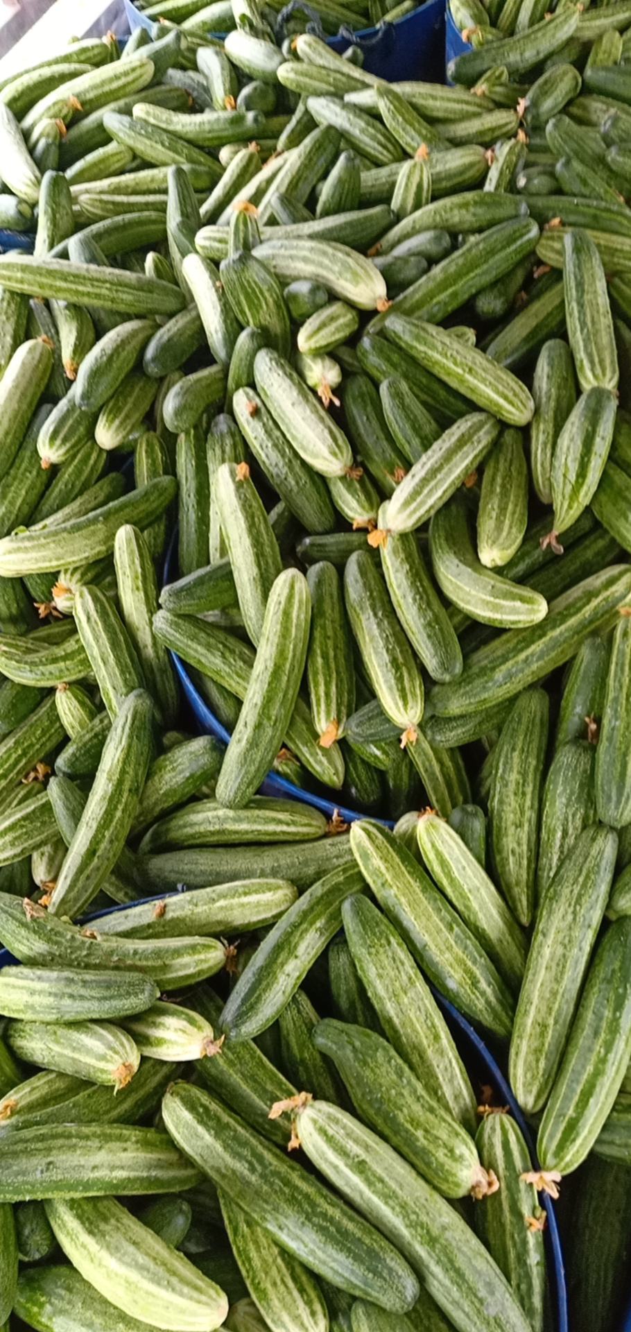 四川精品小黄瓜基地直发