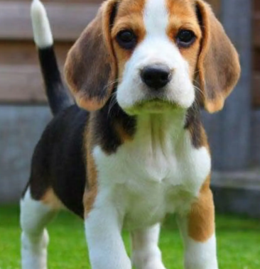 比格犬性格温顺适应能力强全国包邮