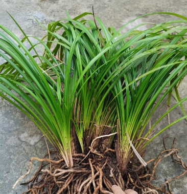 贵州大娄山下山中矮型秋芝兰草