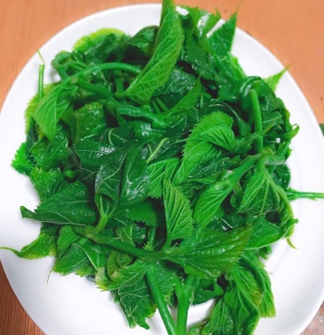 广东桑芽菜西安直接发