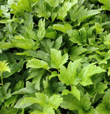 升麻苦嫩芽药食两用经济实惠