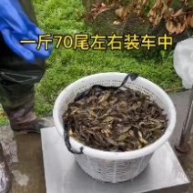黄颡鱼苗，黄骨鱼苗出货中
