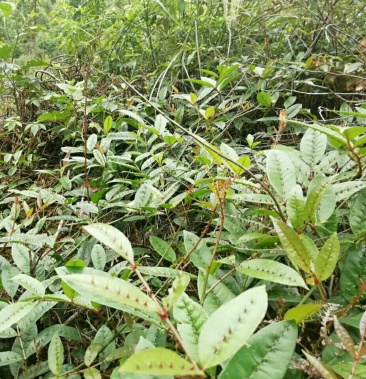 两面针双面刺入地金牛下山虎山椒两面针药材苗