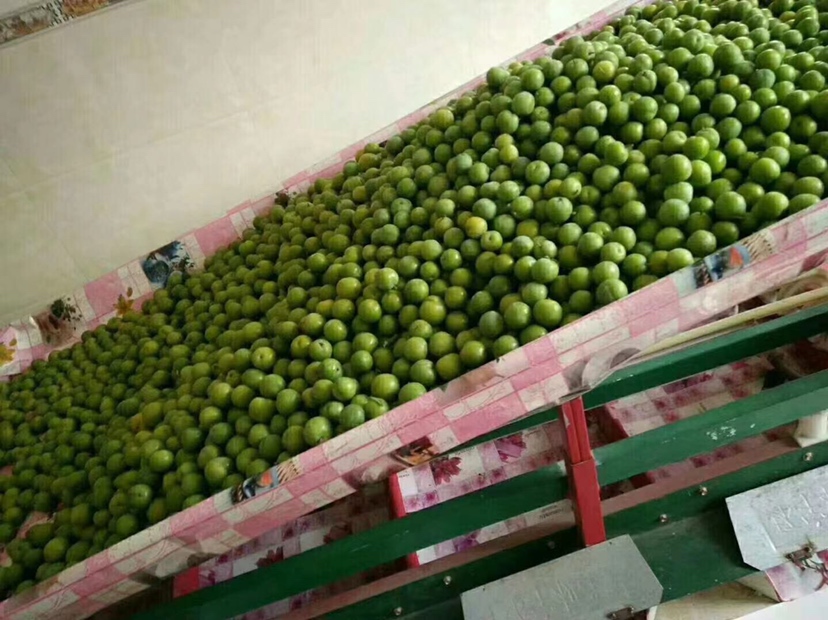 果园工人正在采摘大青李子