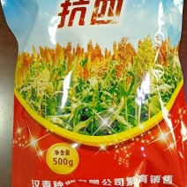 抗四高粱种籽-抗旱抗涝，抗盐碱，积温2650度