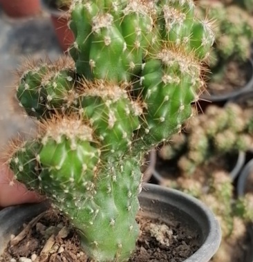 [多肉植物批发]猴山,,虎头山,,,价格3.00元/棵 - 一亩田