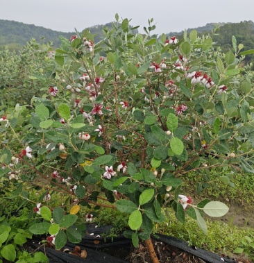 大量供应南美稔菲油果苗