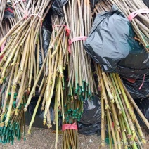 桐油苗又名千年桐，速生苗！量大从优！欢迎实地考察！