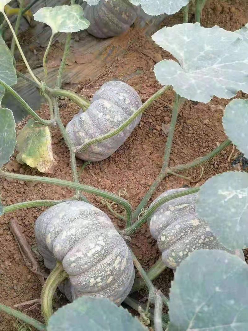 台湾土南瓜,果肉粉质,香甜,肉质风味似甜味板栗,品味独特