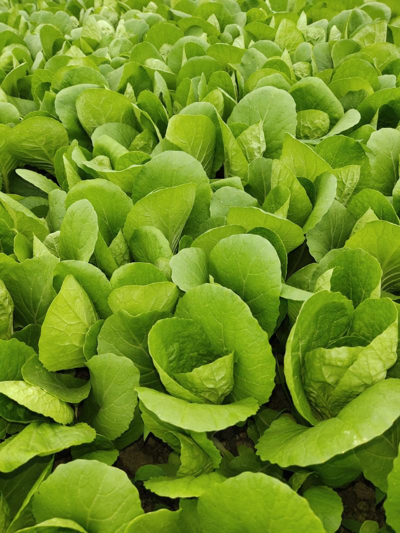 精品大棚小白菜