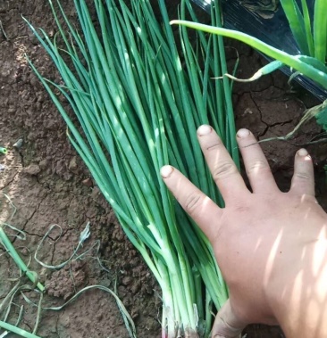 黑葱,红葱(火葱)白葱基地直供,一手货源,全年有货.