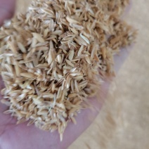 新鲜干净无杂质压缩稻壳