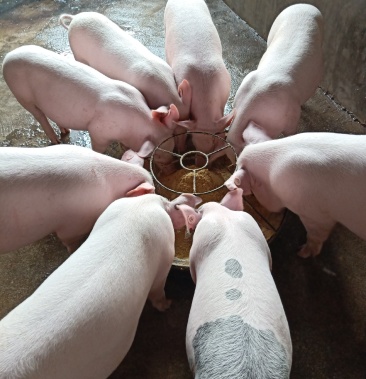 健康全品高产后备种猪长白