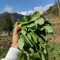产地直发豌豆苗长期有货随时可聊