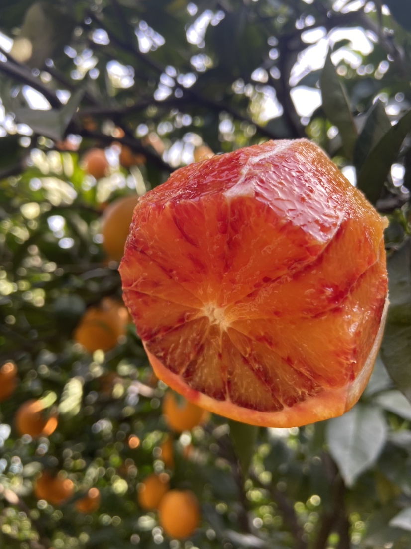 [橙子批发]湖北橙子叶橙大小均匀农户一手货源 产地批发价格0.