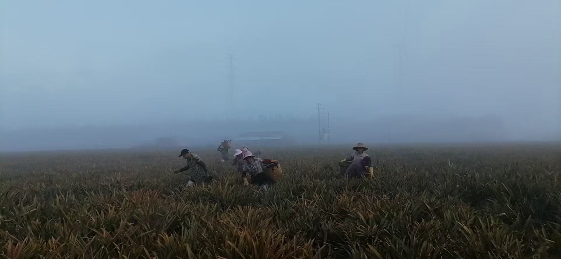菠萝病虫害防治现场喷药图