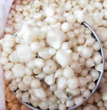 野蒜贵州叫小苦蒜纯野生精品蒜