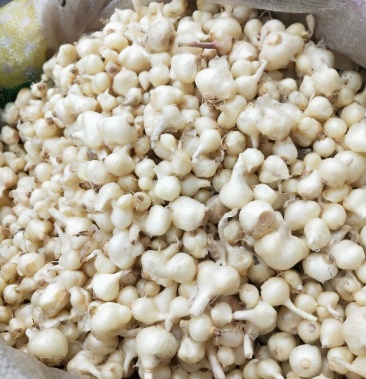 小野蒜苦蒜野生蒜精品纯野生