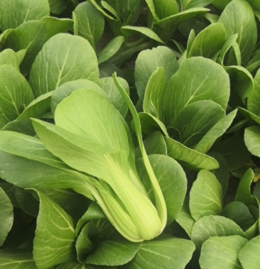 陆地精品上海青中小颗