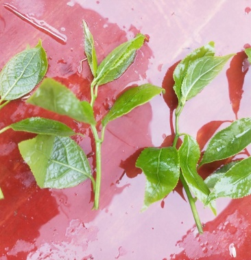 野菜爬藤菜大藤菜小藤菜