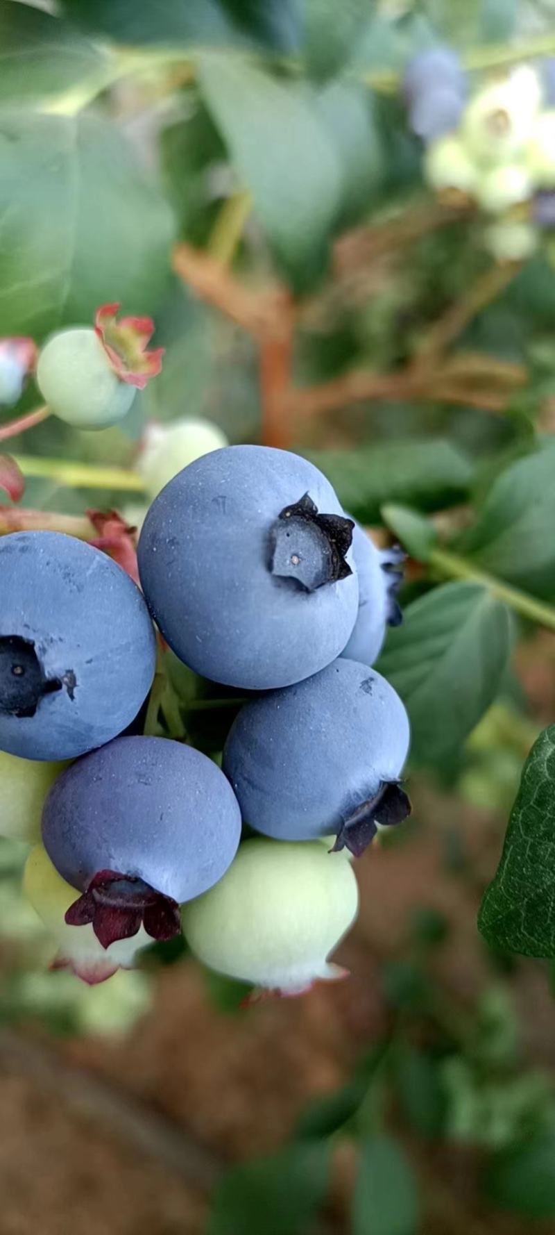 [莱克西蓝莓批发]辽宁葫芦岛绥中县蓝莓 50.00元/斤绥中蓝莓 _ 一亩田