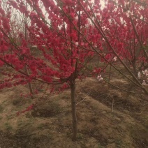 苗圃大量供应3-6公分的红叶碧桃，冠幅饱满不偏冠，