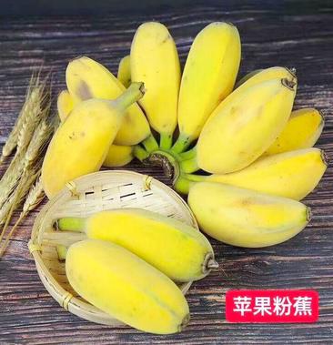 苹果蕉广西芭蕉粉蕉新鲜香蕉现摘现发当季水果包邮