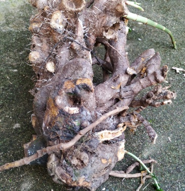 黄地榆虎杖花班竹大叶蛇总管