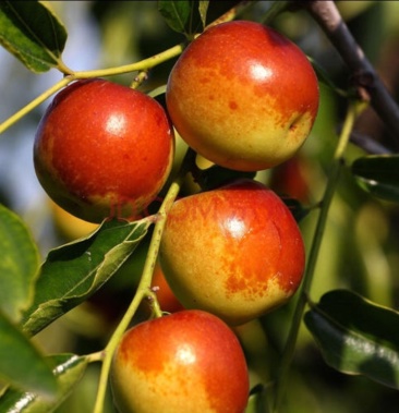 新疆库尔勒冬枣鲜枣脆甜产地直发顺丰包邮坏过包赔