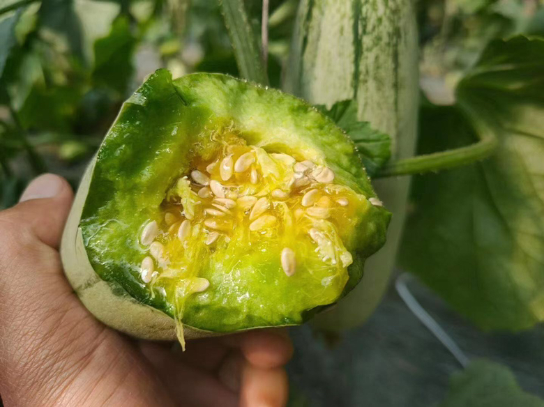 切开的羊角蜜甜瓜剖面图