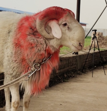 公养 大公羊 斗公羊