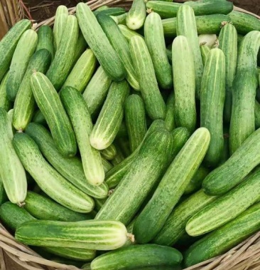 燕白黄瓜 ,燕白黄瓜