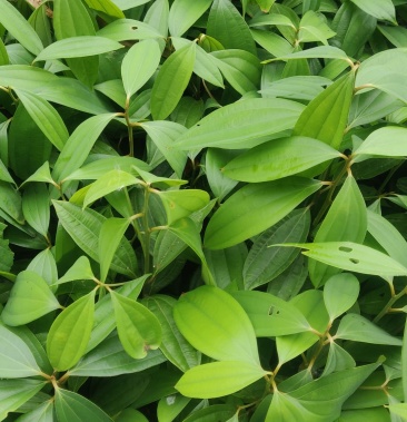 [肉桂苗批发]肉桂苗 广西价格0.80元/棵 - 一亩田