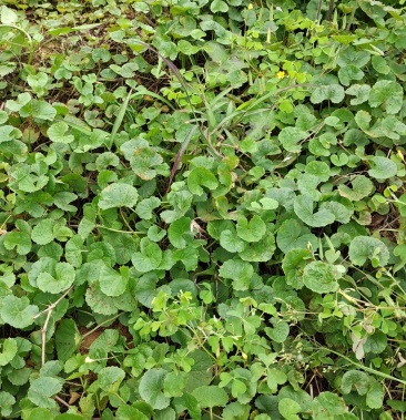 深山常綠野菜積雪草丶雷公根農村美食菜