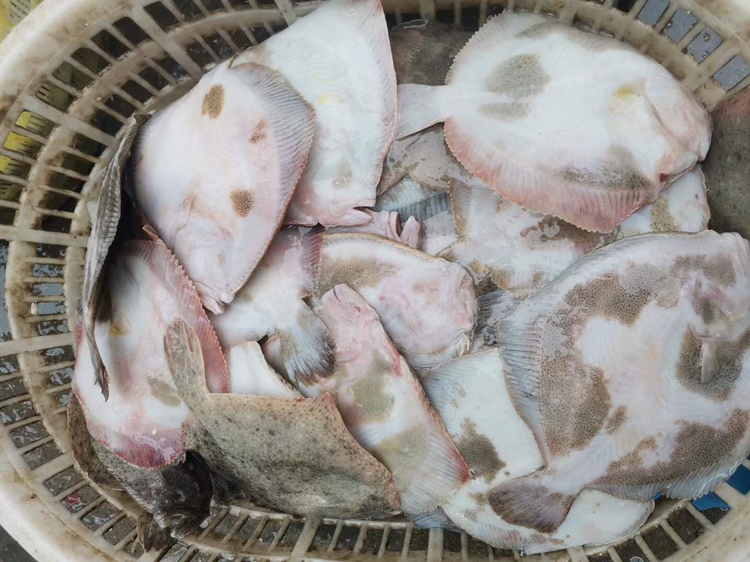 市场中新鲜的多宝鱼展示