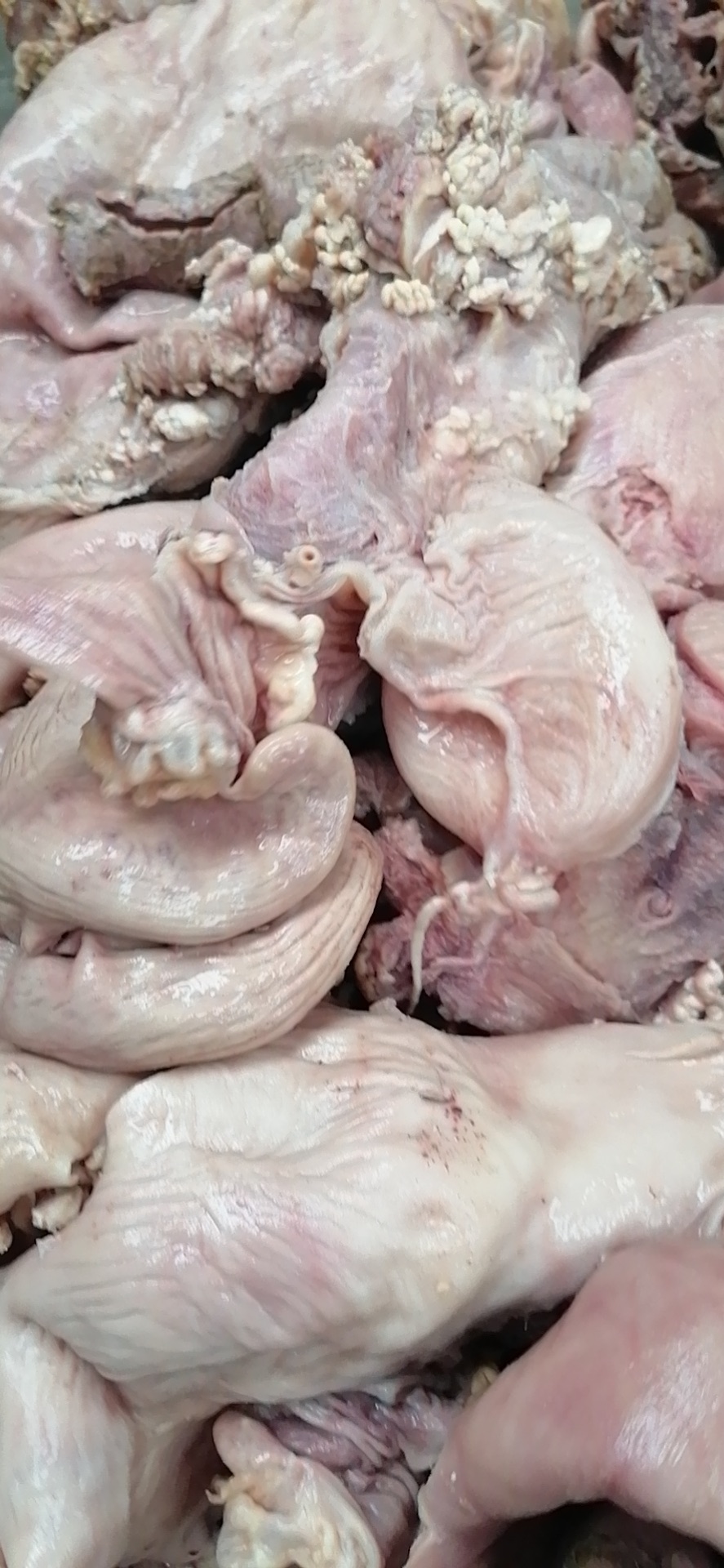 牛蹄筋水发牛蹄筋四川火锅食材批发