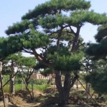 造型松.......