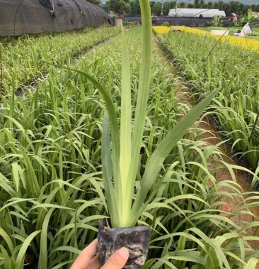 [蓝花鸢尾批发]基地直销水生植物鸢尾蓝花鸢尾 批发湿地绿化池塘用