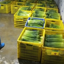 啊坚种植韭花专业合作社，产地自销韭菜花