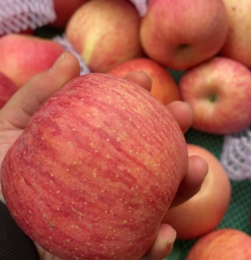 甘肃红富士糖心苹果现货供应1