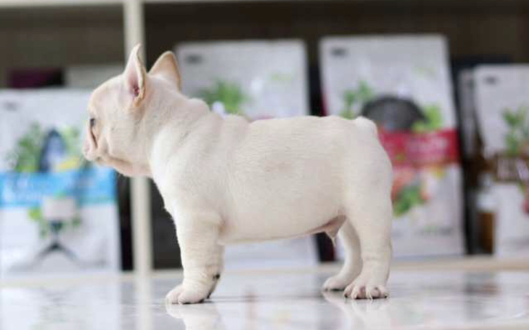 法斗犬尝试吃山楂