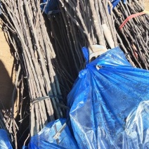 基地直发文冠果两公分树苗优选优系品种高产量成活率高