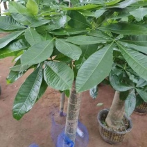 发财树盆栽花卉绿植室内客厅独杆辫子植物盆景摇钱树四季常青