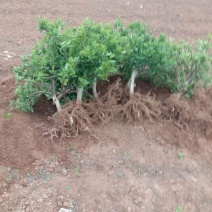 金银花苗，种植基地直供