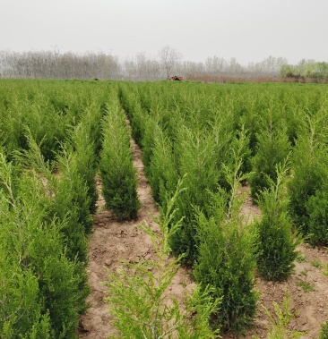 河南桧柏量大欢迎采购