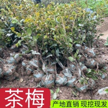 茶梅苗茶梅小毛球茶梅精球规格齐全现挖现发