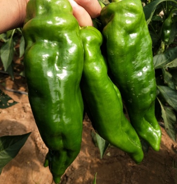 泡椒,二炮椒,大薄皮椒,十万亩大棚种植,产地直供.