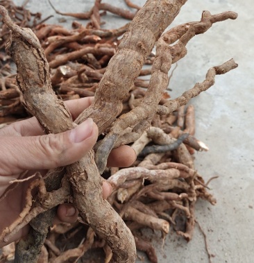 [古羊藤批发]野生自采自销奶汁根,古羊藤价格8.00元/斤 - 一亩田