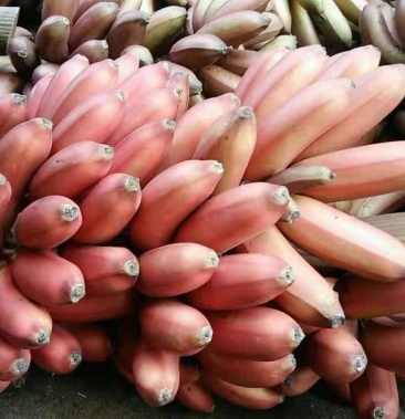 红皮蕉美人蕉红皮香蕉蕉红香蕉批发和零售都行