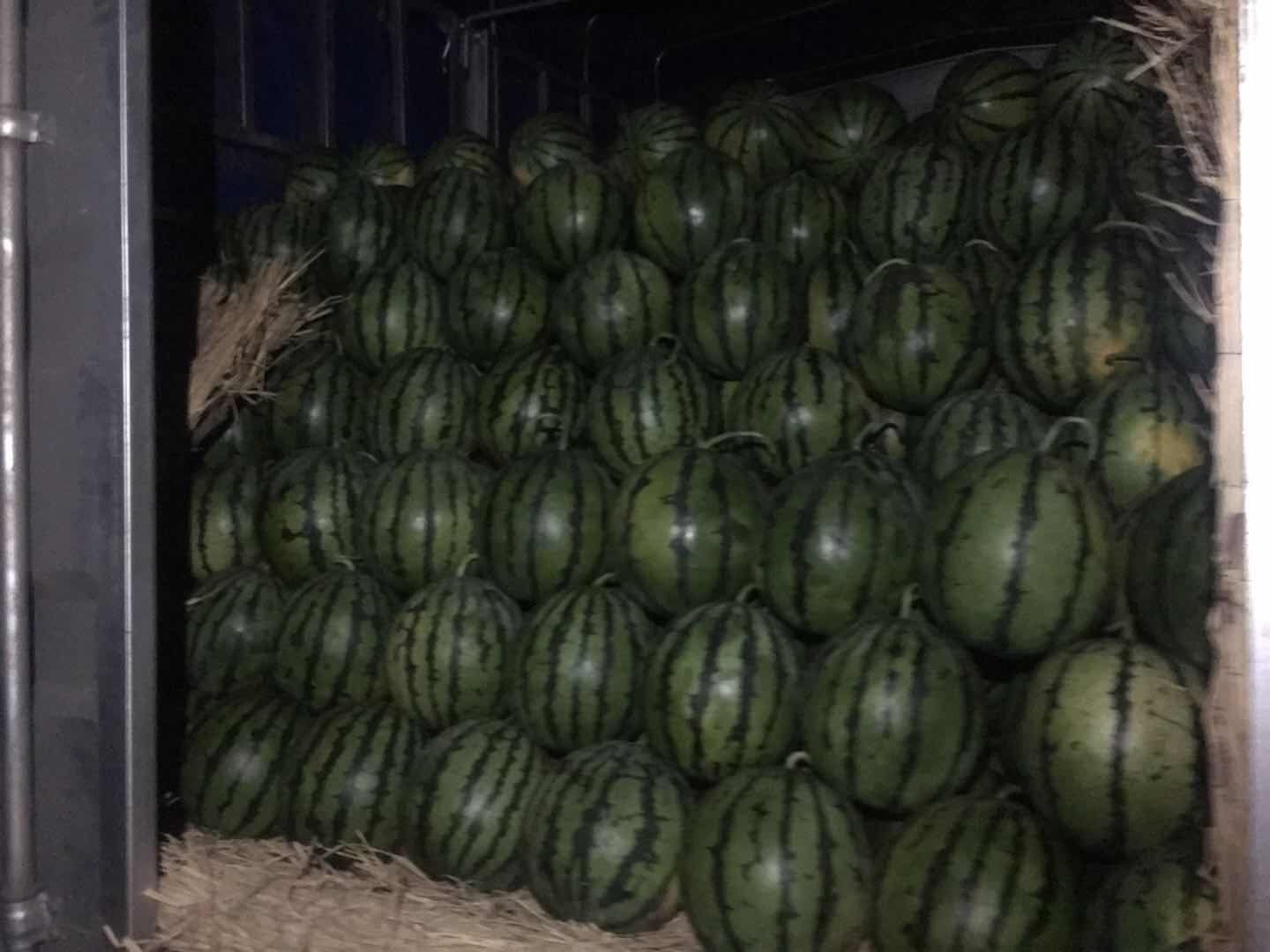 成熟的京欣西瓜整齐摆放在田边,准备装车运输 京欣西瓜成熟果实与采收场景